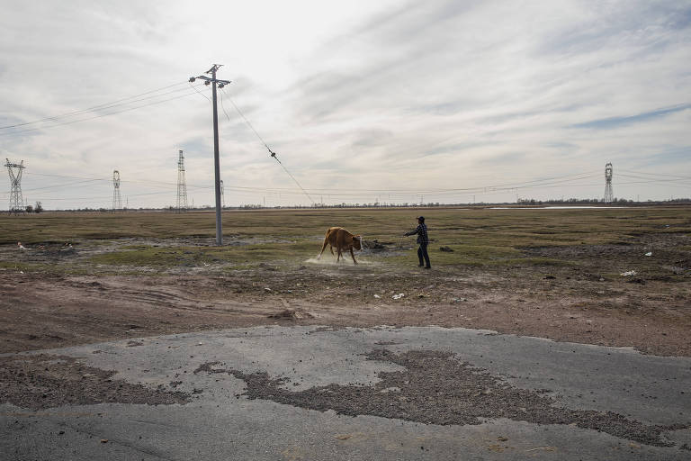 O agricultor Wan Bayon leva vaca para pastar em campo ao lado da aldeia Wuridubaga Bulage, na Mongólia Interior, na China