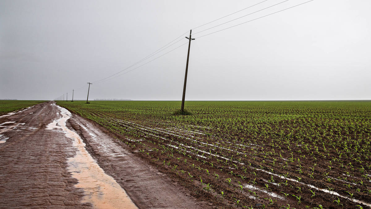 Plantação de milho na Chapada dos Parecis na região das cabeceiras do rio Jauru
