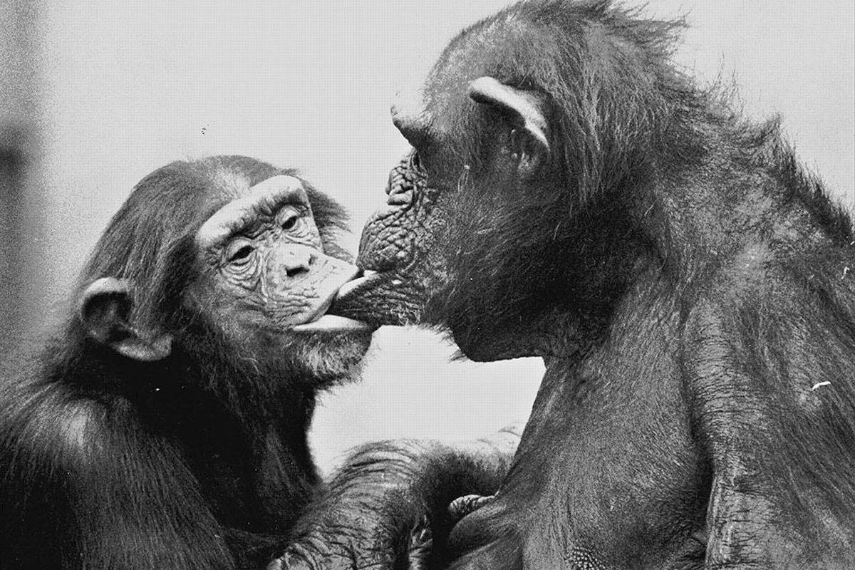 Vídeo de mãe chimpanzé abraçando filhote pela primeira vez emociona