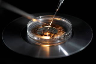 FILE PHOTO: A medical lab technologist operates an embryo vitrification during an intra cytoplasmic sperm injection process at a laboratory in Paris