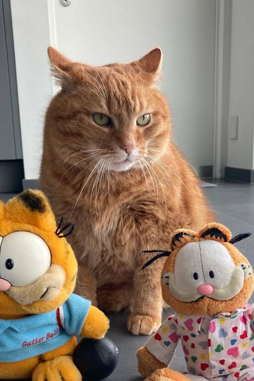 Conheça Chonklord Ferdinand, gato eleito o verdadeiro Garfield