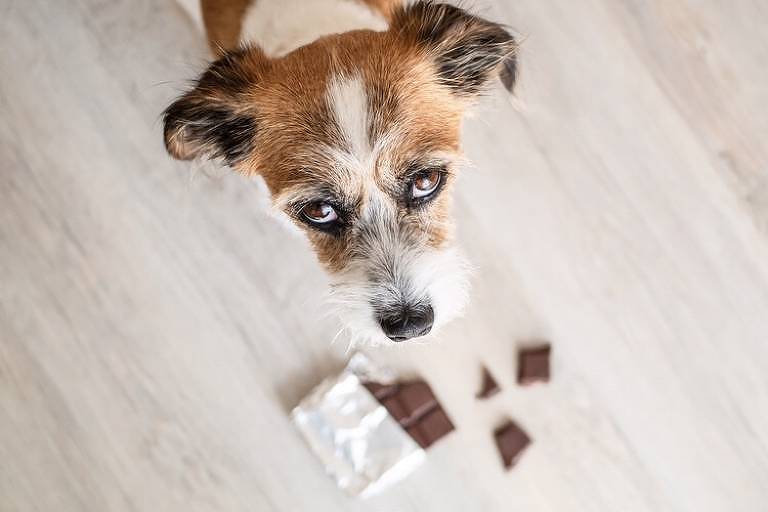 Cachorro e chocolate