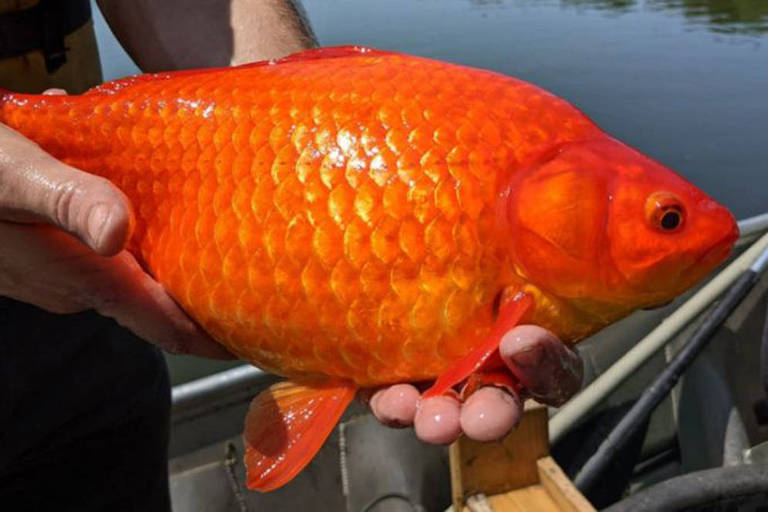 Peixinhos-dourados rejeitados se transformam em 'monstros' em lago