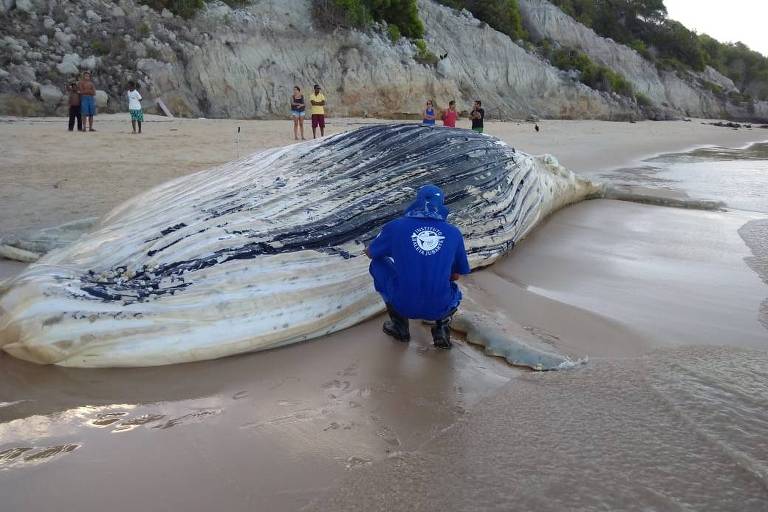 Baleia morta e encalhada em praia da Bahia, com homem agachado em frente a uma de suas grandes barbatanas