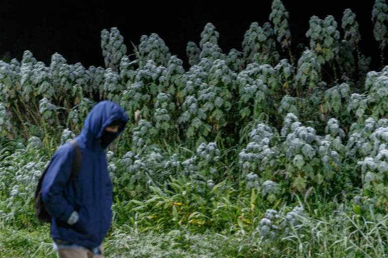 Imagem mostra homem passando em frente a plantas esbranquiçadas devido à geada