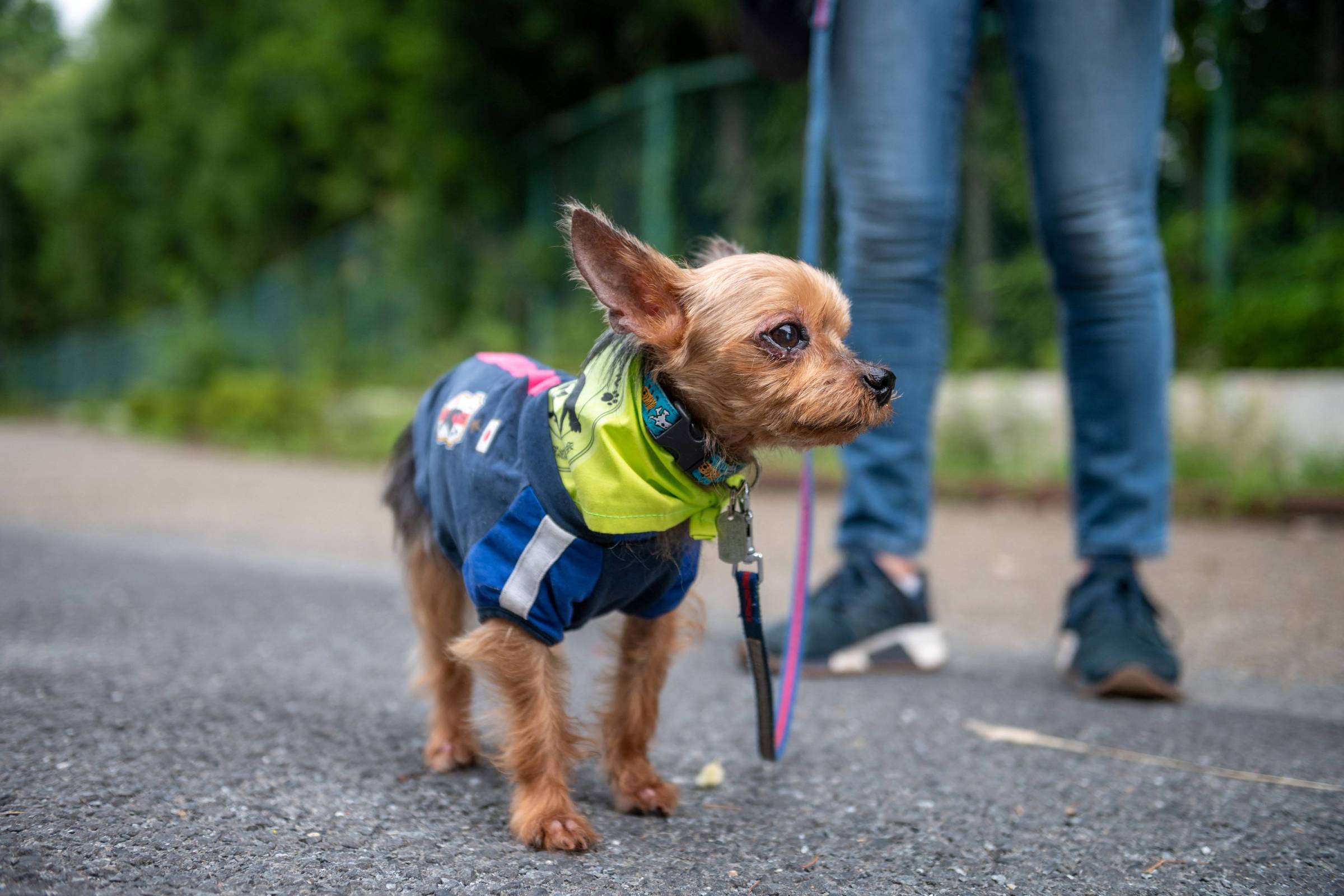 Patrulha canina real - 20/07/2021 - Afp - Fotografia - Folha de S.Paulo