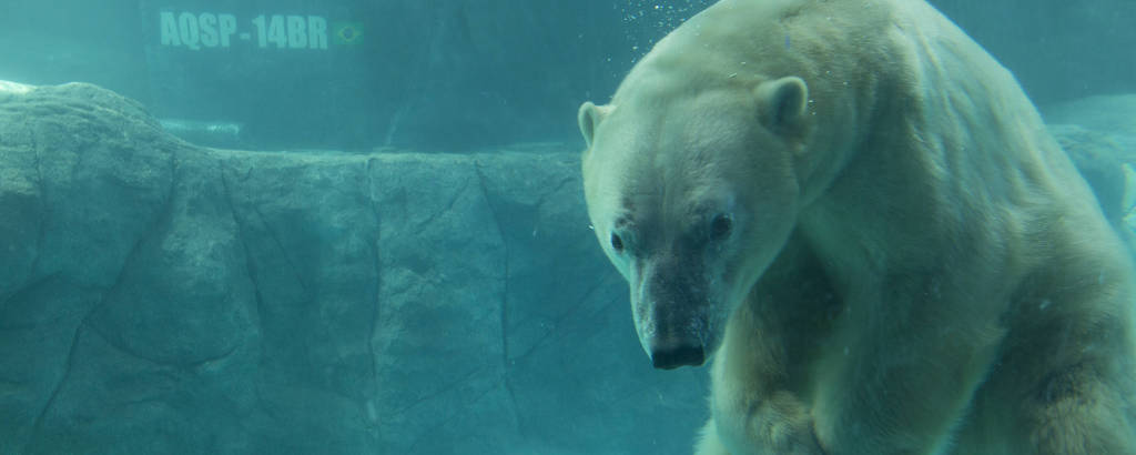 Um urso polar está em uma cena do filme urso polar.