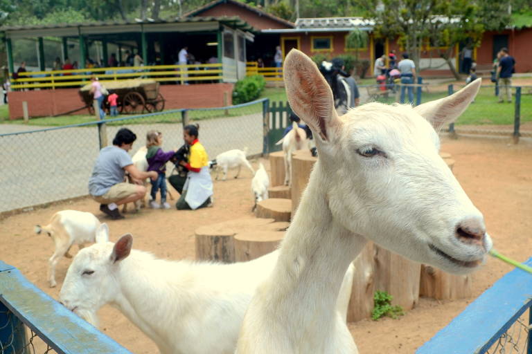 Saiba como visitar animais na Grande SP