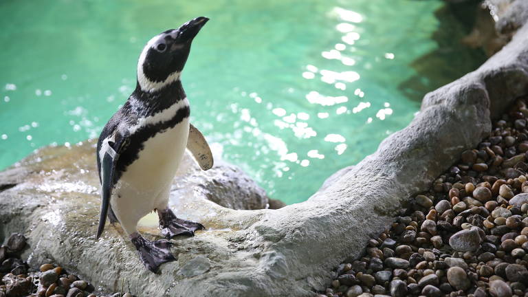 Boliche Pinguim  Conheça nosso Cardápio