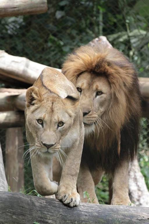 Casal de leões do Zoo Safári