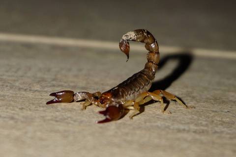 Como se proteger de uma picada de escorpião