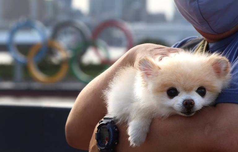 Bombeiro compartilha água com cão de busca nos EUA; veja pets pelo mundo