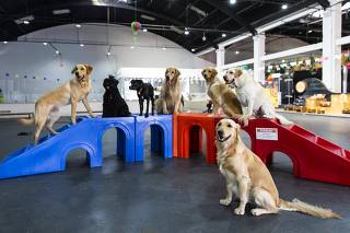 Cachorródromo, maior parque indoor para cachorros da América Latina