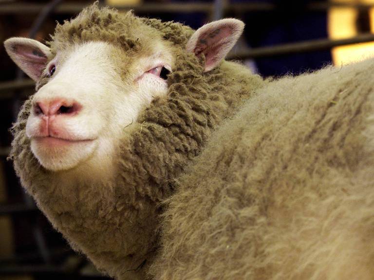A ovelha Dolly, primeiro clone de animal adulto do mundo, olha para os fotógrafos em sua reaparição em Edimburgo, na Escócia