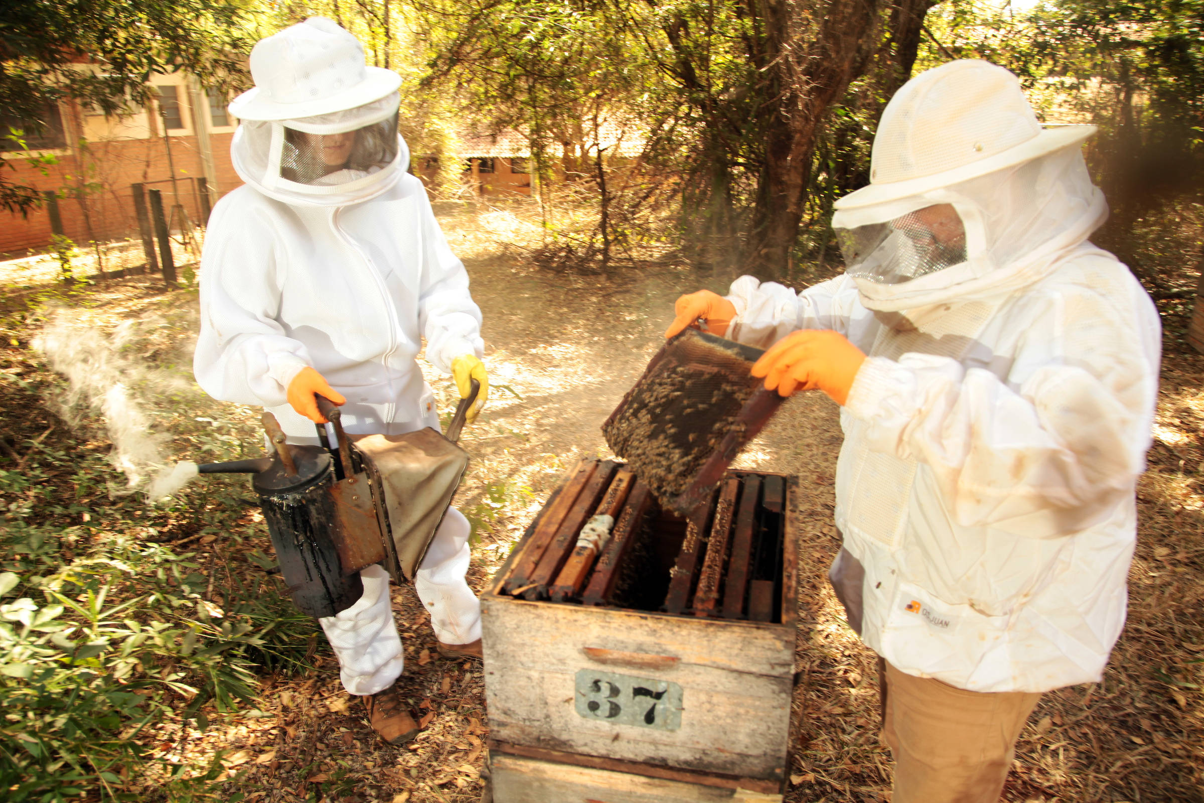 Apicultores Preparam Abelhas Para Polinização De Plantações 27 07 Apicultores Preparam Abelhas Para Polinização De Plantações 27 07