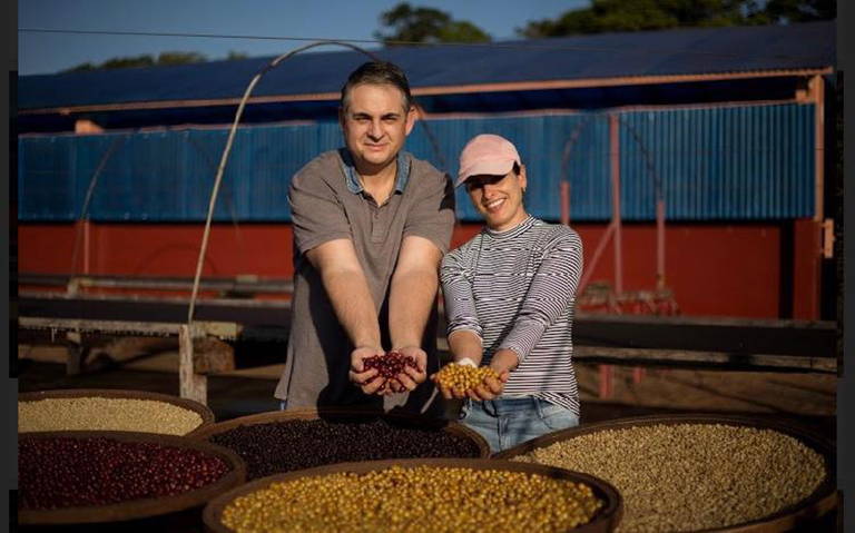 A revolução silenciosa do Conilon — THE COFFEE TRAVELER