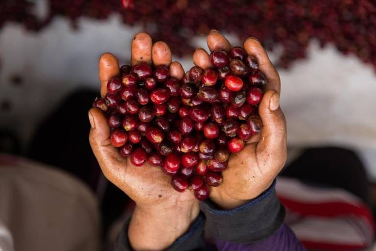 Saca do café 'Honeymoon' da família Rodrigues chega a ser exportada por R$ 20 mil