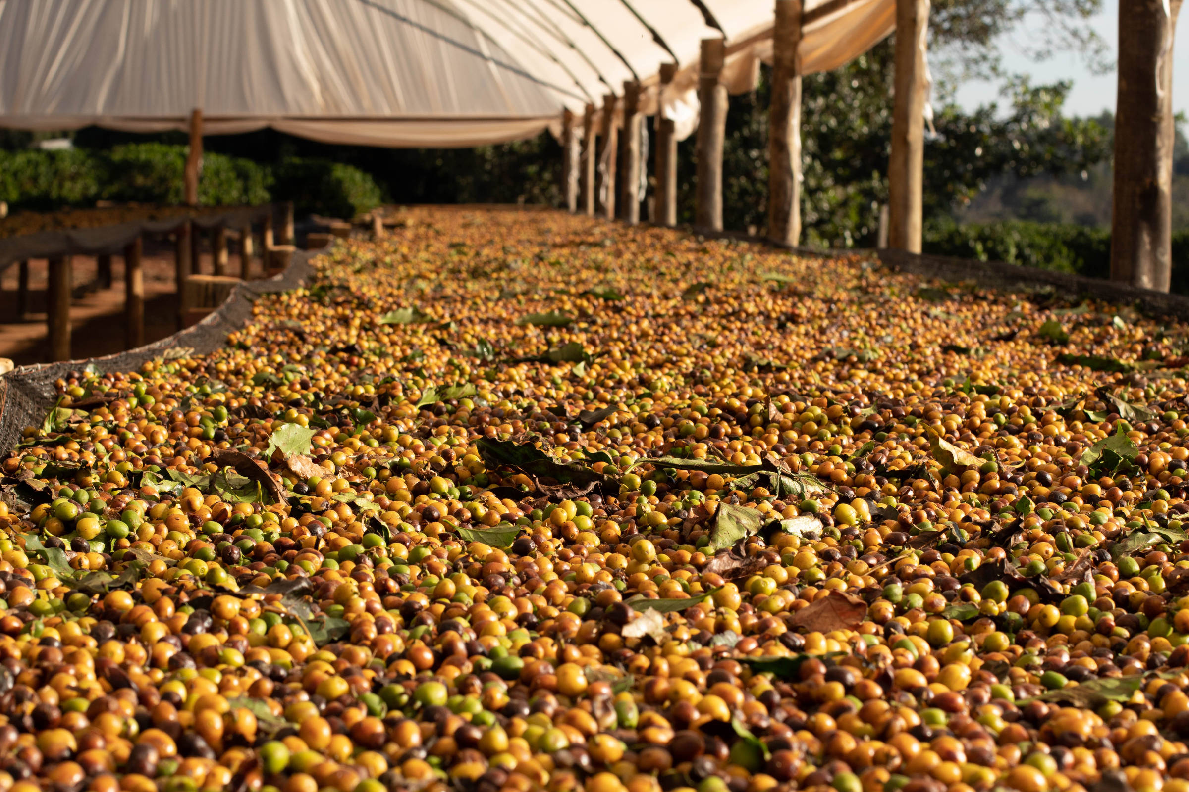 A revolução silenciosa do Conilon — THE COFFEE TRAVELER