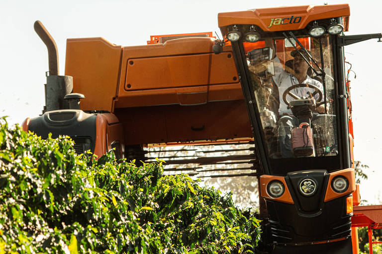 Já para o café tradicional, colheita mecanizada é a mais utilizada