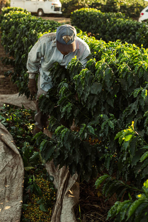 Apesar de ser mais lenta, colheita manual é a mais indicada para a produção de cafés especiais