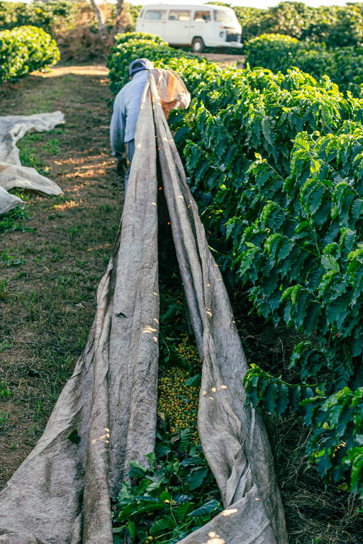 Apesar de ser mais lenta, colheita manual é a mais indicada para a produção de cafés especiais