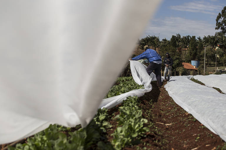Lona foi usada para proteger hortaliças 
