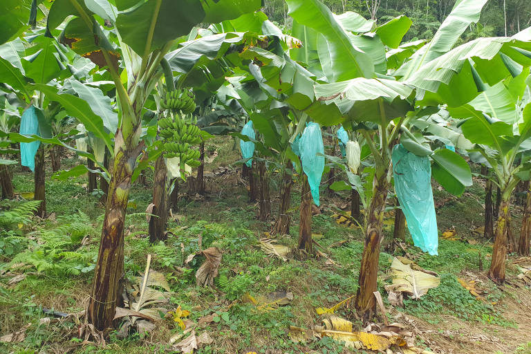 Bananas cobertas por sacos, na região de Luiz Alves (SC), neste mês de julho
