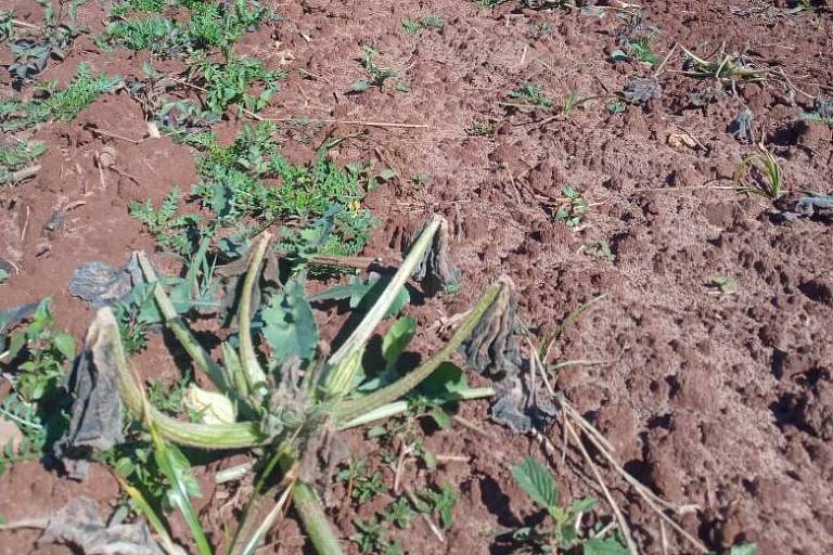 Sequência de geadas danifica plantação de hortaliças em Botucatu (SP). Foto na propriedade de Christof Inácio Blaich
