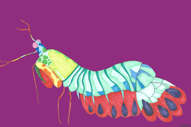 Ilustração mostra um camarão bem colorido