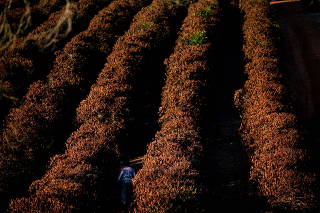 Frost affects coffee crops in south of top Brazilian producer state Minas Gerais