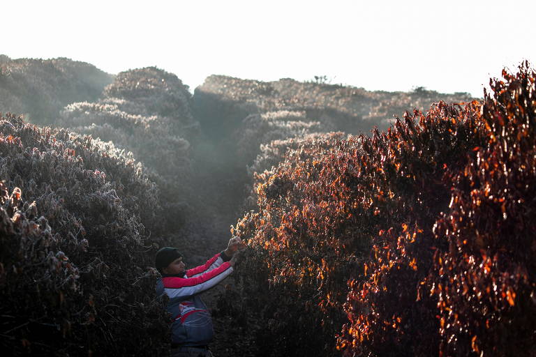 A revolução silenciosa do Conilon — THE COFFEE TRAVELER