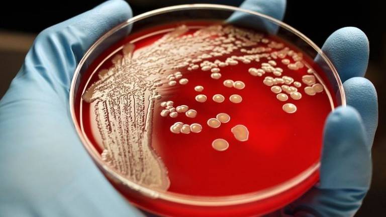O Staphylococcus aureus é bastante contagioso e pode agravar a acne e causar infecções cutâneas e pneumonia