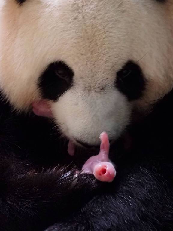 Pandas gêmeos nascem em zoológico na França