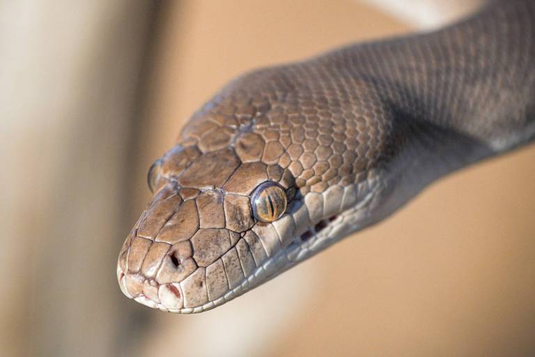 Como é produzido o soro para veneno de cobra?