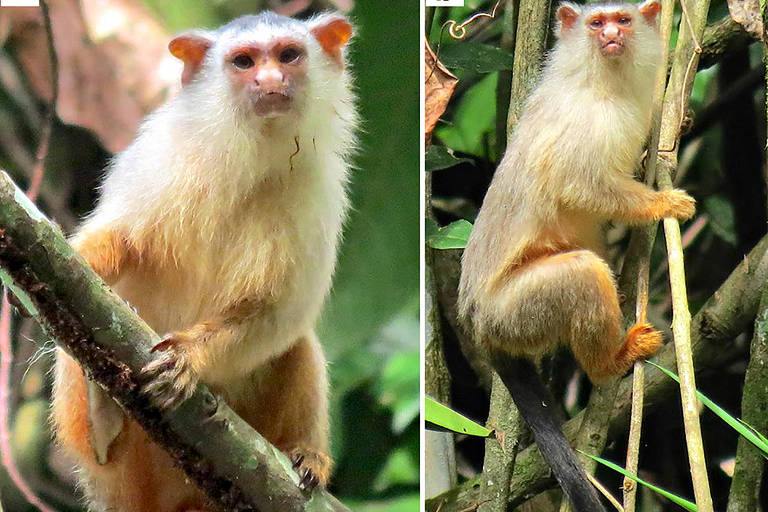 Imagem mostra uma fêmea adulta (à esquerda) e um macho adulto de espécie identificada em Mato Grosso