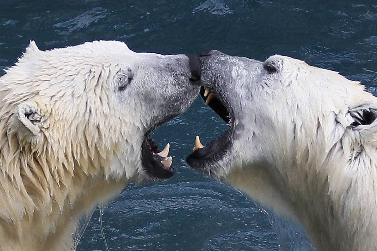 Ataque de urso polar: pensei que era o fim