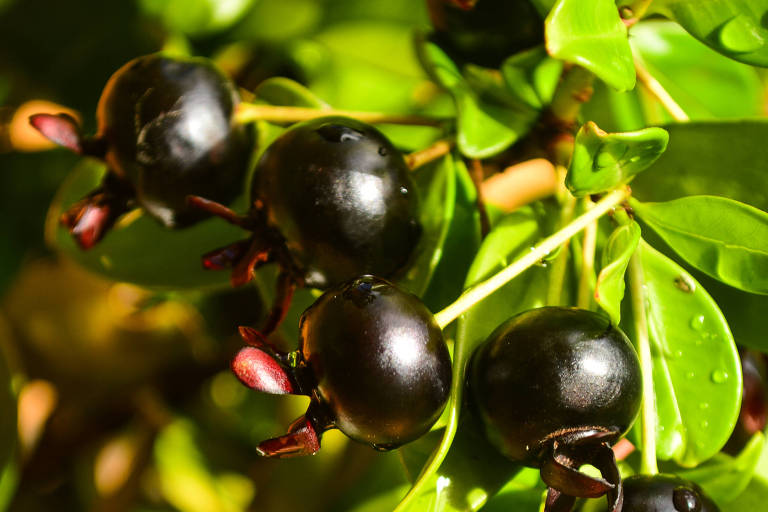 Grumixamas, fruta da nativa da Mata Atlântica