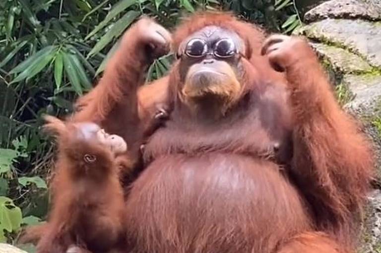 Vídeo com orangotango de óculos escuros viraliza