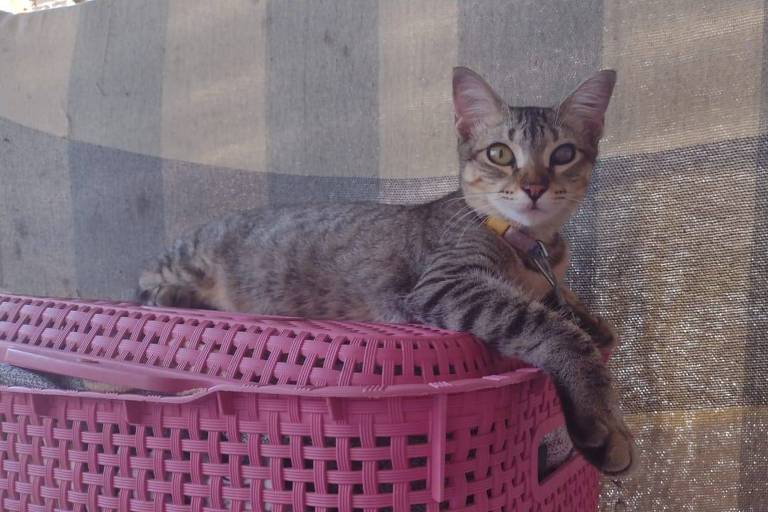 Gatos entram com ação contra condomínio na Paraíba
