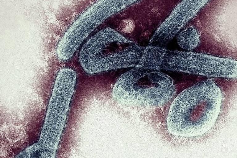 O que é o vírus de marburg, doença 'prima' do ebola que fez vítima na Guiné e preocupa a OMS