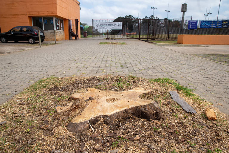 23 árvores são derrubadas no Parque da Juventude, na zona norte de SP