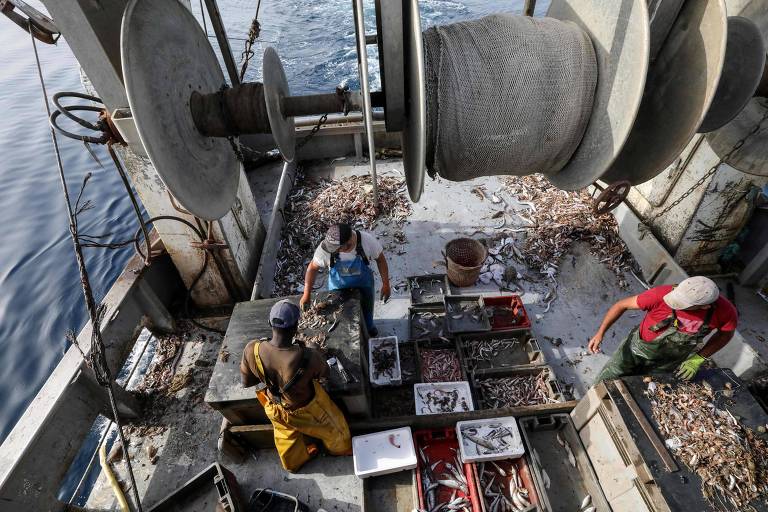 Pescadores separam peixes à bordo de navio ladeados por imensas redes de pesca