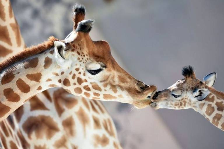 Com pescoços excepcionalmente longos, girafas precisam manter uma pressão sanguínea extraordinariamente alta  como elas fazem isso sem adoecer?