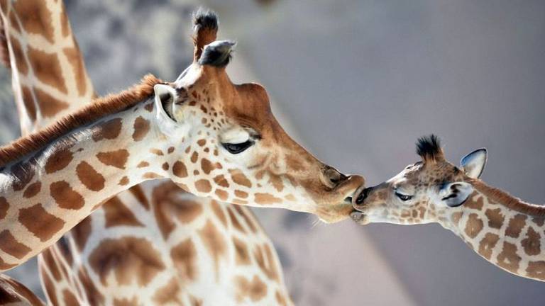 As lições da girafa para combater a pressão alta