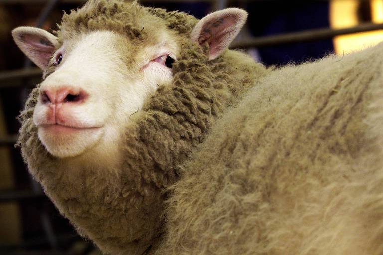 20 anos após a morte da ovelha Dolly, eficiência da clonagem avançou pouco