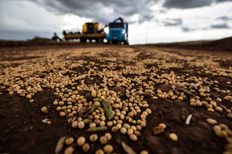 Grãos de soja caídos em estrada rural durante colheita, nas proximidades de Londrina (PR)
