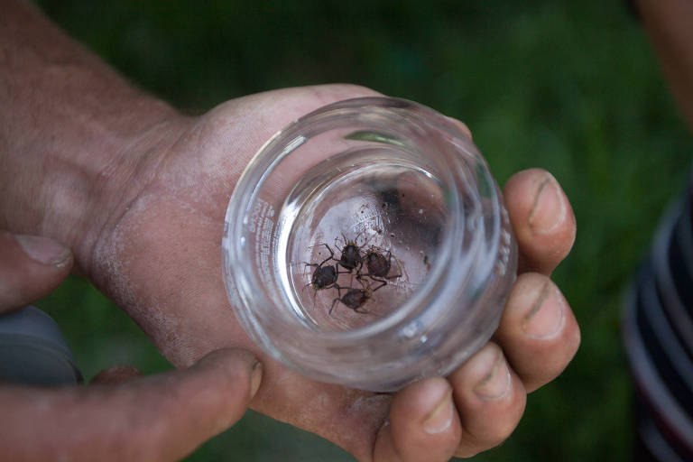 Moradora mostra opiliões (tipo de aracnídeos) encontrados em casa em Osasco, na Grande São Paulo
