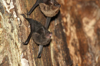 A photo provided by Michael Stifter shows a greater sac-winged bat, scientific name Saccopteryx bilineata, and its mother, babbling away. (Michael Stifter via The New York Times)