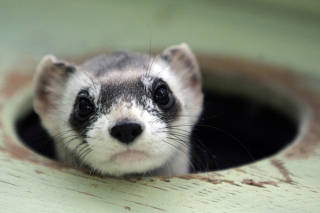 FILE PHOTO: Bert, a male black-footed ferret peers out from a burrow in a cage at the U.S. Fish and Wildlife Service National Black-footed Ferret Conservation Center in Wellington