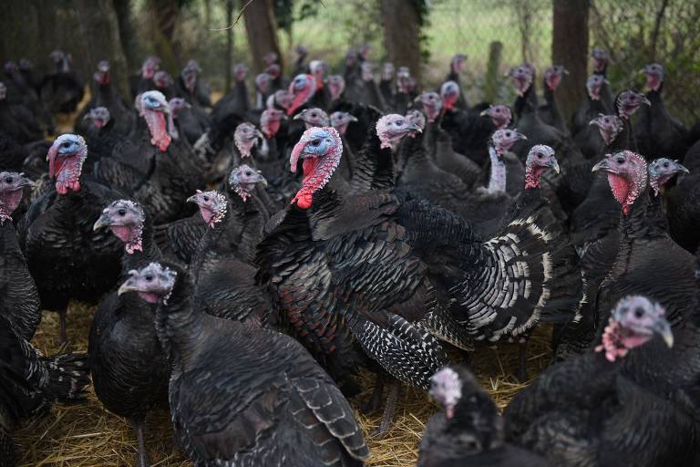 Perus criados para o natal na fazenda Hook House, perto de Northallerton, na Inglaterra
